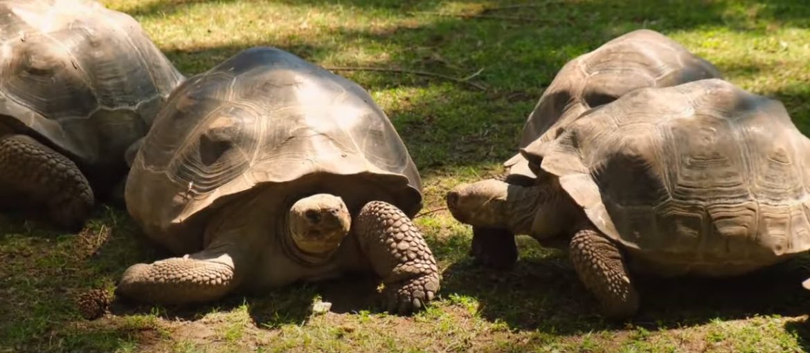 Akron-Zoos-Galapagos-Tortoises-Show-Unusual-Behavior-During-Solar-Eclipse